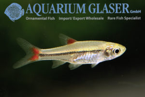 Rasbora Rubrodorsalis - Aquarium Glaser Gmbh