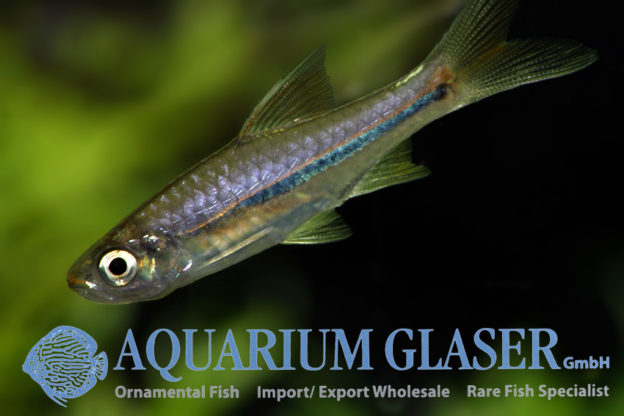 Rasbora sarawakensis - Aquarium Glaser GmbH