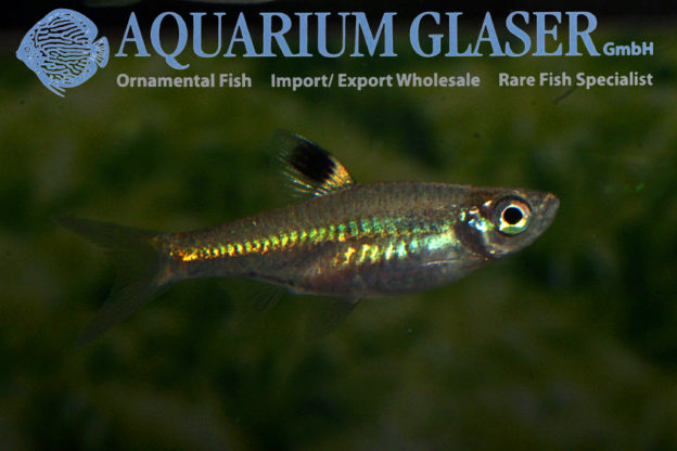 Eyespot rasbora - Aquarium Glaser GmbH