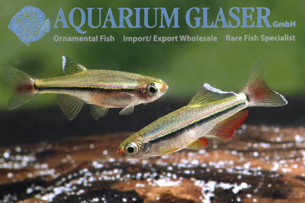 Tanichthys micagemmae – Jewel minnow - Aquarium Glaser GmbH