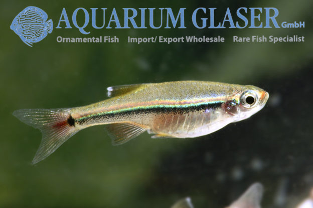 Tanichthys micagemmae – Jewel minnow - Aquarium Glaser GmbH