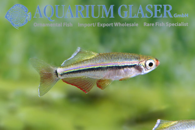 Tanichthys micagemmae – Jewel minnow - Aquarium Glaser GmbH