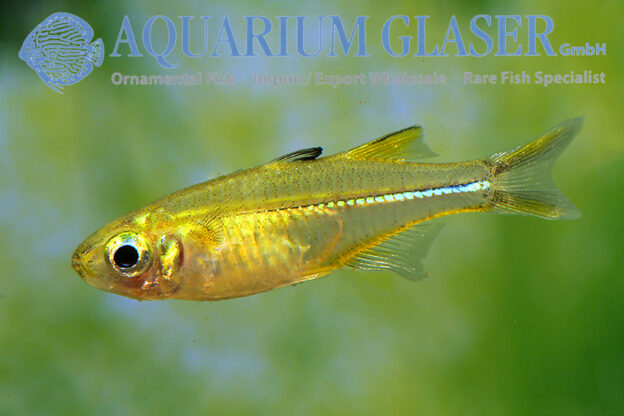 Marosatherina ladigesi - Aquarium Glaser GmbH