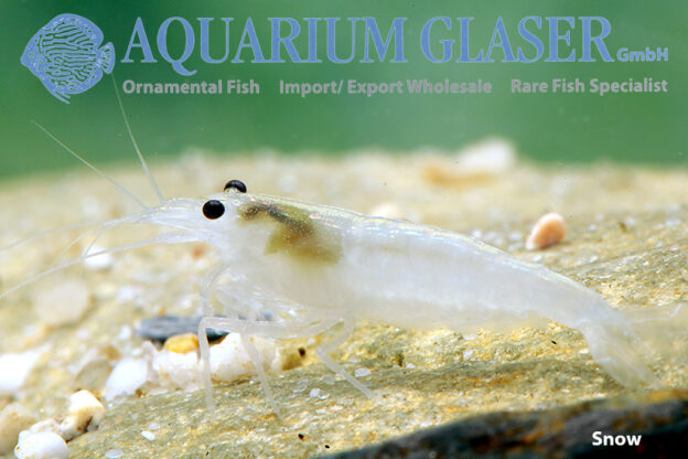 Caridina multidentata Orange and Snow - Aquarium Glaser GmbH