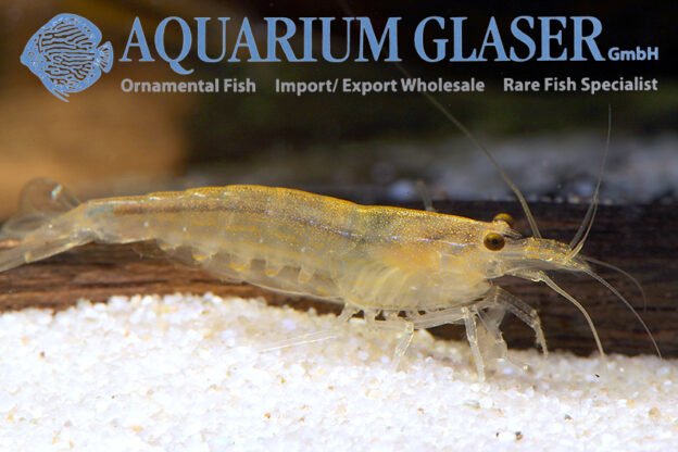 Caridina multidentata “Yellow” - Aquarium Glaser GmbH