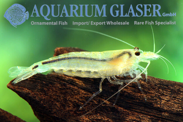 Caridina multidentata “Yellow” - Aquarium Glaser GmbH