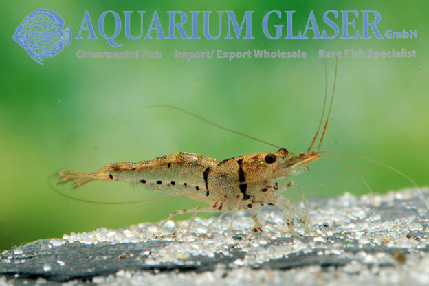 Caridina pareparensis parvidentata - Aquarium Glaser GmbH