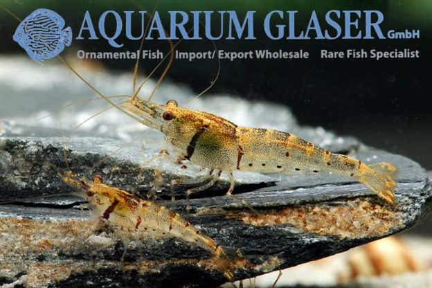 Caridina pareparensis parvidentata - Aquarium Glaser GmbH