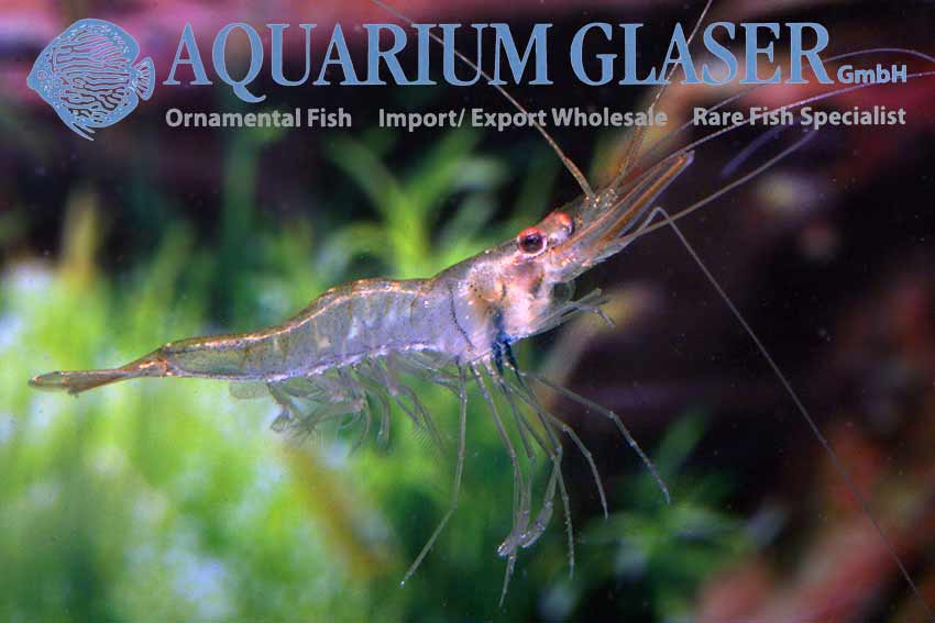 Nigerian Floating Shrimps - Desmocaris trispinosa - Aquarium Glaser GmbH