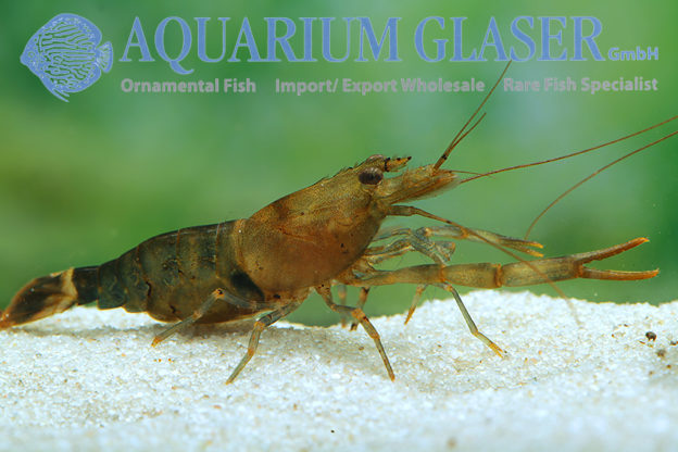 Macrobrachium agwi Candy Shrimp - Aquarium Glaser GmbH