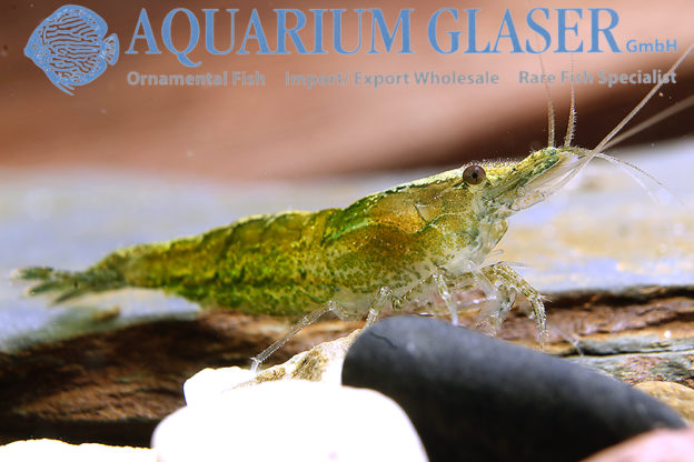 Neocaridina davidi Jade Green - Aquarium Glaser GmbH