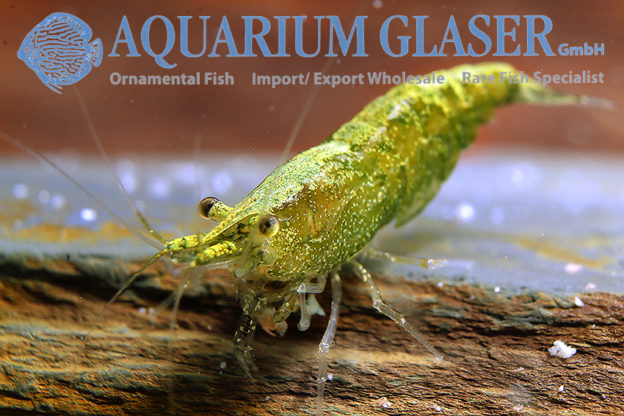 Neocaridina davidi Jade Green - Aquarium Glaser GmbH