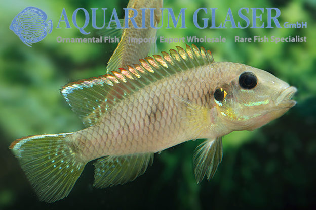 Chromidotilapia kingsleyae - Aquarium Glaser GmbH