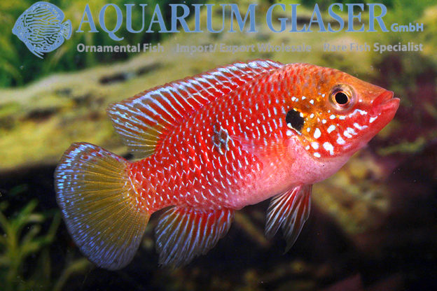 Hemichromis Sp. Red Gabon - Aquarium Glaser Gmbh