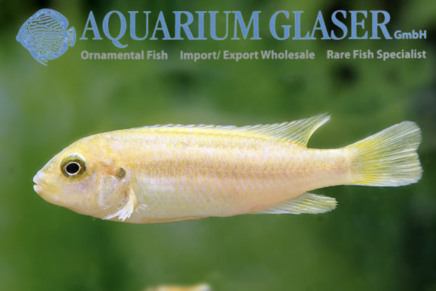 Melanochromis johannii - Aquarium Glaser GmbH