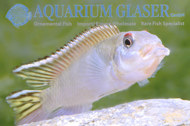 Nanochromis Parilus Wild - Aquarium Glaser GmbH