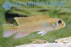 Nanochromis Parilus Wild - Aquarium Glaser GmbH