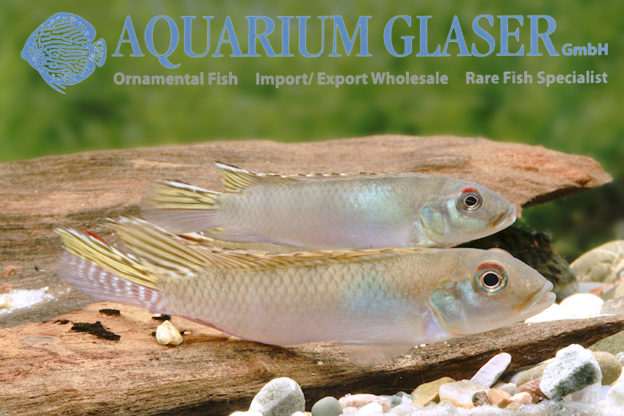 Nanochromis Parilus Wild - Aquarium Glaser GmbH