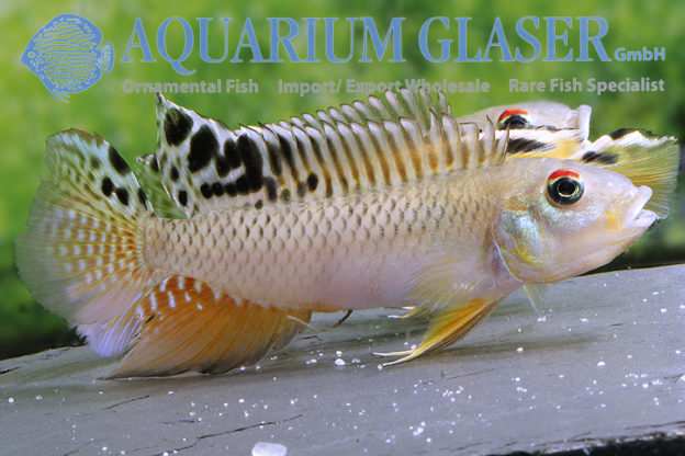 Nanochromis Cf. Teugelsi - Aquarium Glaser GmbH