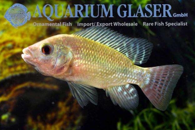 Oreochromis niloticus - Aquarium Glaser GmbH