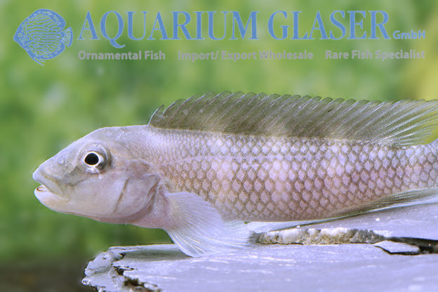 Steatocranus Gibbiceps - Aquarium Glaser GmbH