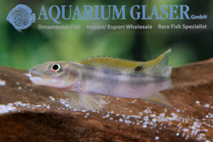 Steatocranus Tinanti - Aquarium Glaser GmbH