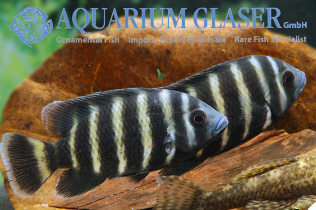 Heterotilapia Buettikoferi (früher: Tilapia B.) - Aquarium Glaser GmbH