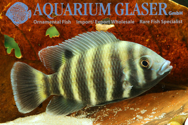 Heterotilapia Buettikoferi (früher: Tilapia B.) - Aquarium Glaser GmbH