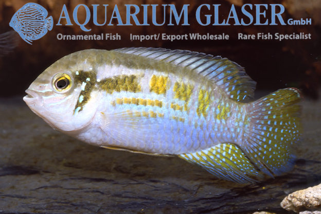 Laetacara araguaiae - Aquarium Glaser GmbH