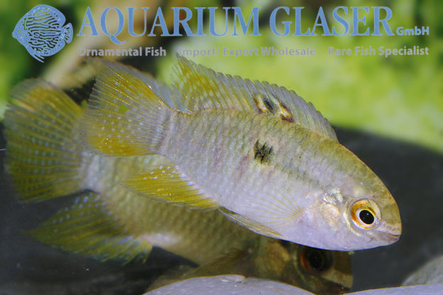 Laetacara dorsigera Wild - Aquarium Glaser GmbH