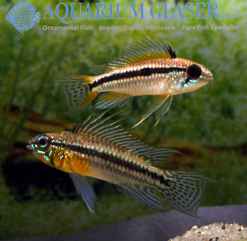 Apistogramma bitaeniata Brazil - Aquarium Glaser GmbH