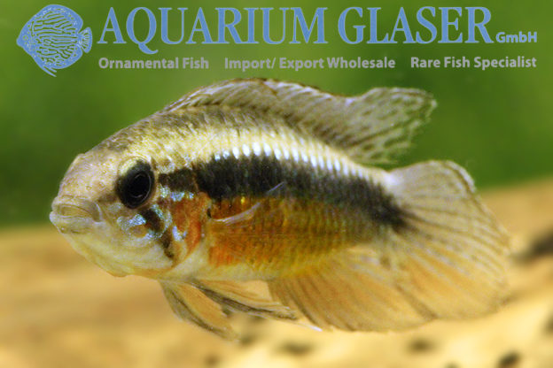 Apistogramma elizabethae - Aquarium Glaser GmbH