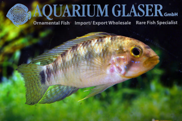 Apistogramma personata Mitu - Aquarium Glaser GmbH