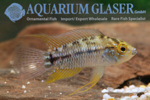 Apistogrammoides pucallpaensis - Aquarium Glaser GmbH