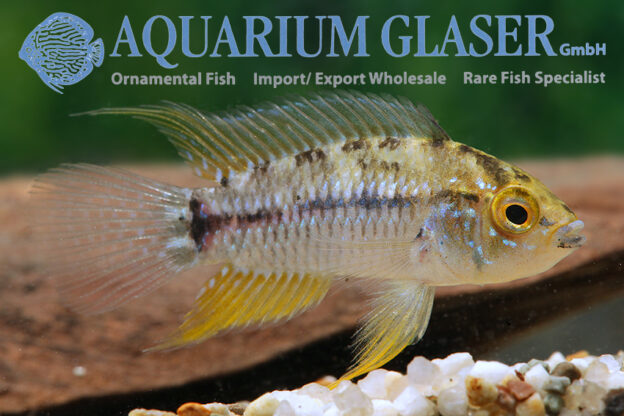 Apistogrammoides pucallpaensis - Aquarium Glaser GmbH