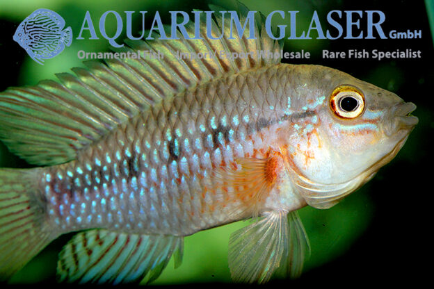 Apistogramma sp. Nanay - Aquarium Glaser GmbH