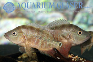 Mesoheros festae (formerly: Cichlasoma festae) - Aquarium Glaser GmbH