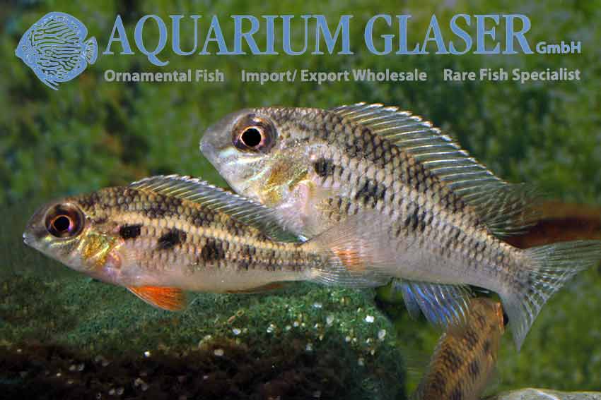 www.aquariumglaser.de