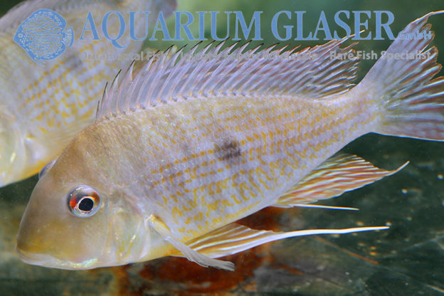 Geophagus Sp. 