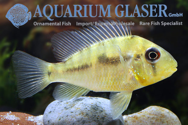 Gymnogeophagus balzanii - Aquarium Glaser GmbH