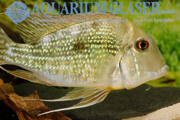 Geophagus cf. abalios - Aquarium Glaser GmbH