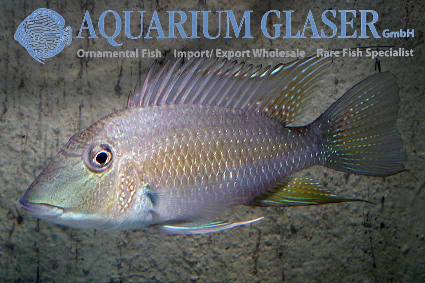 Satanoperca Jurupari Tocantins - Aquarium Glaser Gmbh