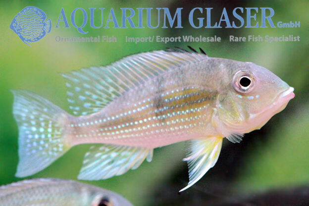 Geophagus taeniopareius - Aquarium Glaser GmbH