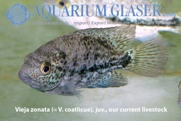 Vieja zonata - Aquarium Glaser GmbH