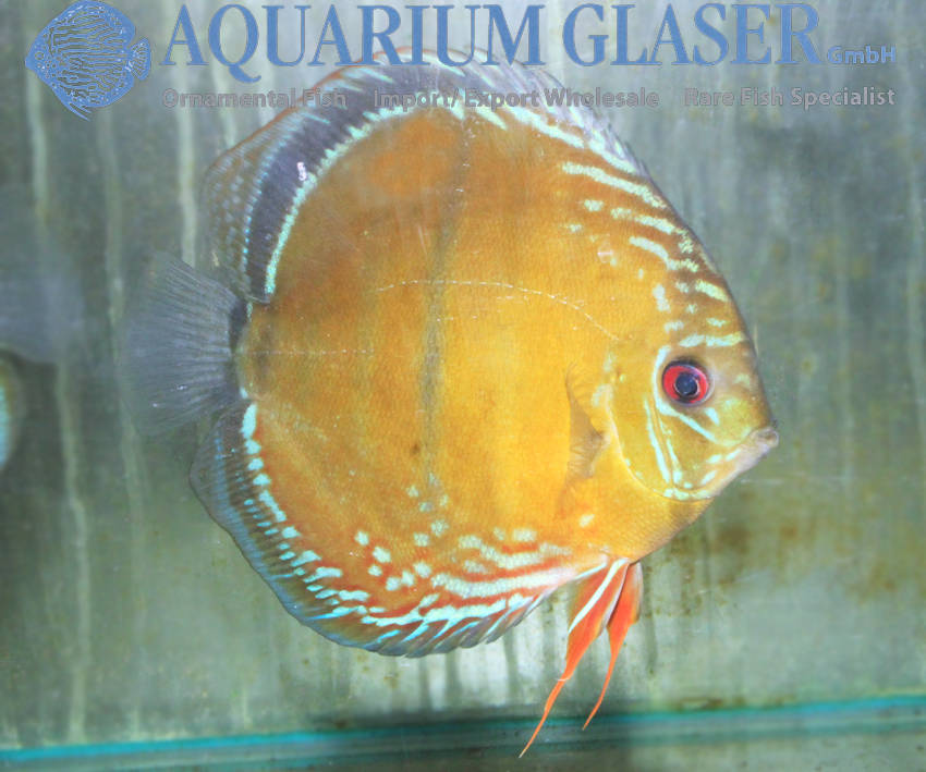 Discus Season! - Aquarium Glaser Gmbh