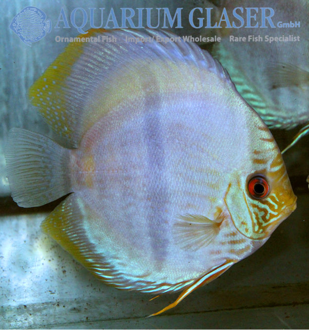 Symphysodon discus 