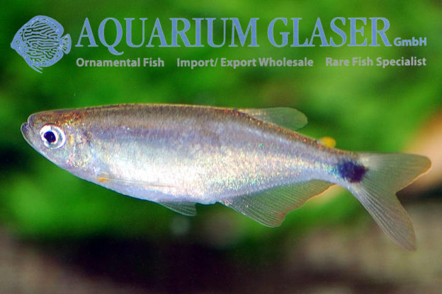 Available Again: Pterobrycon Myrnae, The Semaphore Tetra - Aquarium 