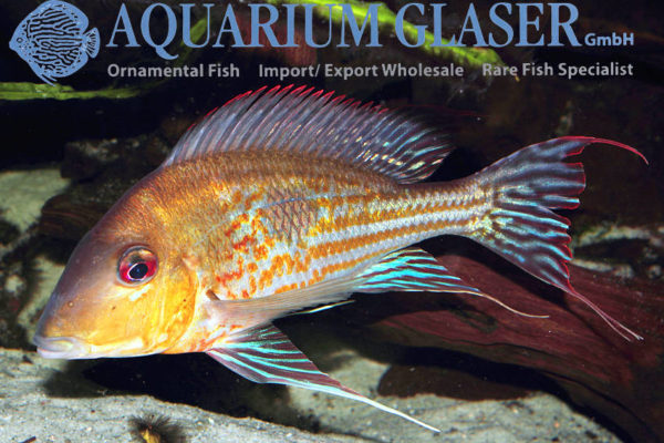 Geophagus megasema - Aquarium Glaser GmbH