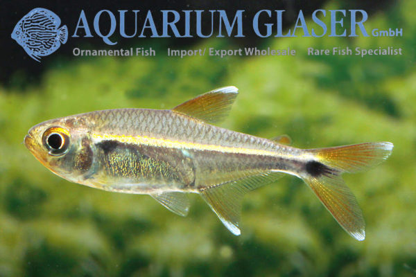 Hemigrammus sp. Boqueron - Aquarium Glaser GmbH