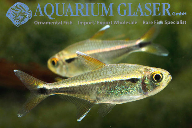 Hemigrammus sp. Boqueron - Aquarium Glaser GmbH